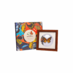 Mariposa Naranja - Imagen 2