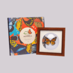 Mariposa Naranja