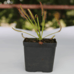 Planta carnivora 2