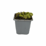 Planta carnivora 3 - Imagen 2