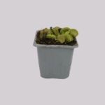 Planta carnivora 3