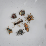 Insectos