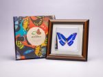 Cuadro de Mariposa Cypris (Morpho Cypris) - Imagen 3