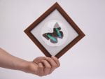 Cuadro de Mariposa Prepona (Archaeoprepona)
