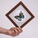 Cuadro de Mariposa Prepona (Archaeoprepona)