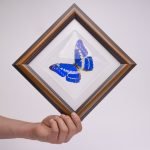 Cuadro de Mariposa Cypris (Morpho Cypris)