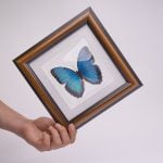 Cuadro de Mariposa Morpho Azul (Morpho Peleides )