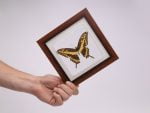 Cuadro de Mariposa Thoas (Papilio Thoas)