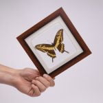 Cuadro de Mariposa Thoas (Papilio Thoas)