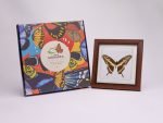 Cuadro de Mariposa Thoas (Papilio Thoas) - Imagen 2
