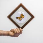 Cuadro de Mariposa Monarca (Danaus Plexippus)