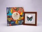 Cuadro de Mariposa Prepona (Archaeoprepona) - Imagen 4